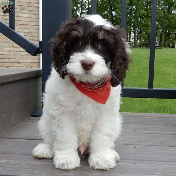 Bingo, Cockapoo Puppy