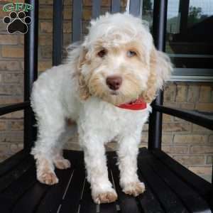 Leo, Cockapoo Puppy