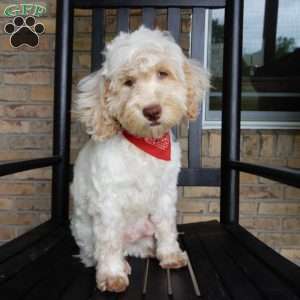 Leo, Cockapoo Puppy