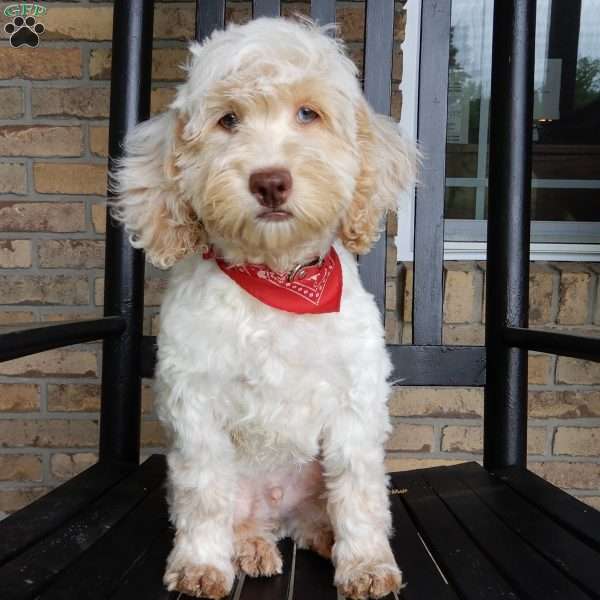 Leo, Cockapoo Puppy