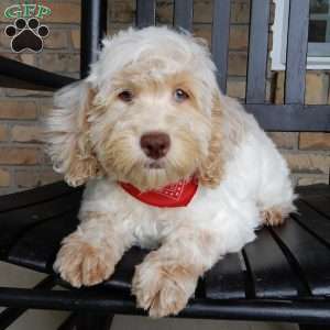 Leo, Cockapoo Puppy