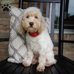 Leo, Cockapoo Puppy