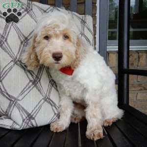 Leo, Cockapoo Puppy