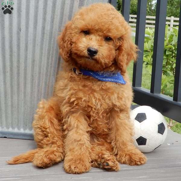 Charlie (micro), Cavapoo Puppy