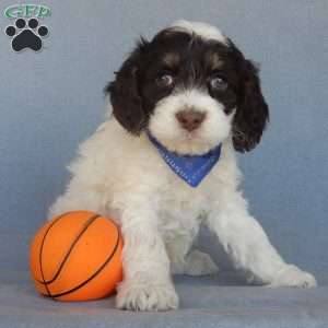 Bingo, Cockapoo Puppy