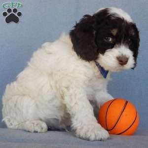 Bingo, Cockapoo Puppy
