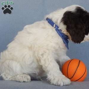 Bingo, Cockapoo Puppy