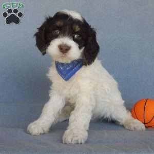 Bingo, Cockapoo Puppy
