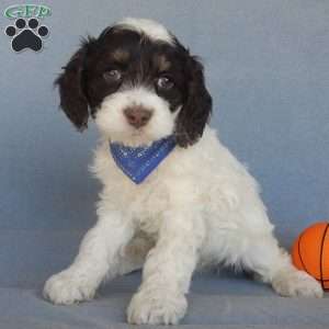 Bingo, Cockapoo Puppy