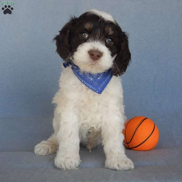 Bingo, Cockapoo Puppy