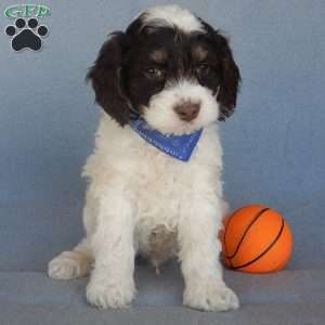 Bingo, Cockapoo Puppy