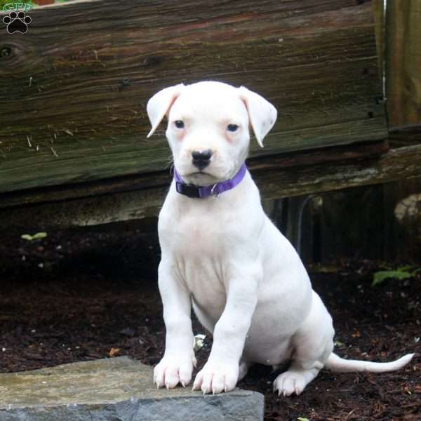 Rachel, Dogo Argentino Puppy