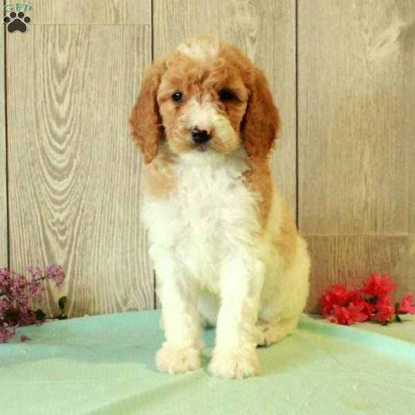 Rachel, Standard Poodle Puppy