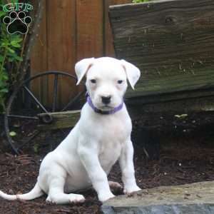 Rachel, Dogo Argentino Puppy
