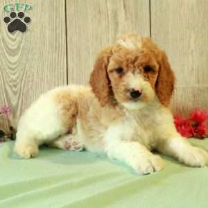 Rachel, Standard Poodle Puppy