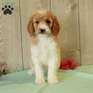 Rachel, Standard Poodle Puppy