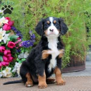 Rachel, Miniature Bernese Mountain Dog Puppy