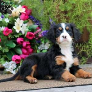 Rachel, Miniature Bernese Mountain Dog Puppy