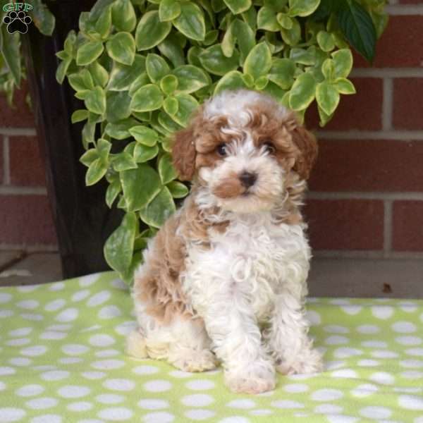 Rachelle, Miniature Poodle Puppy