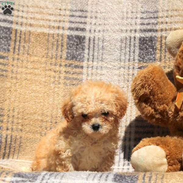 Raindrop, Bich-Poo Puppy