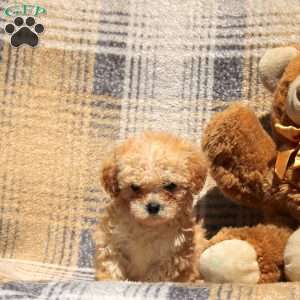 Raindrop, Bich-Poo Puppy