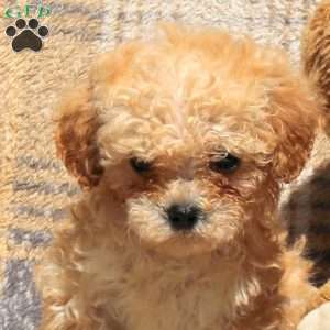 Raindrop, Bich-Poo Puppy