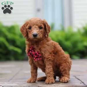 Raisin, Goldendoodle Puppy
