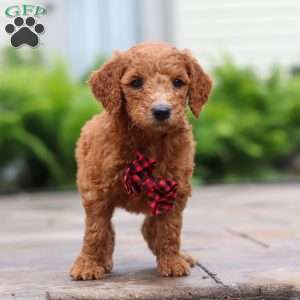 Raisin, Goldendoodle Puppy