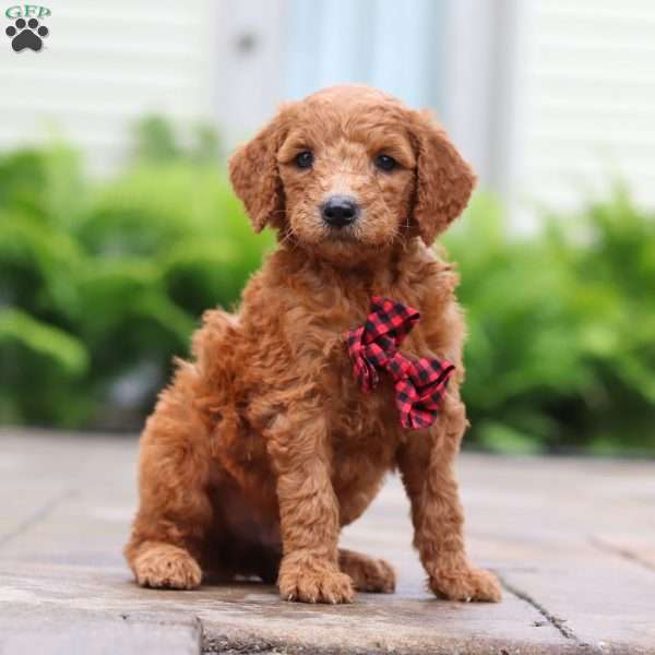 Raisin, Goldendoodle Puppy