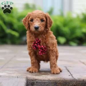 Raisin, Goldendoodle Puppy