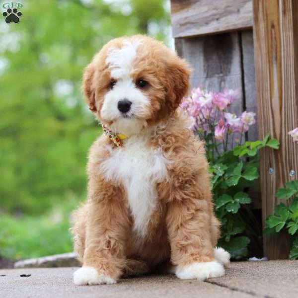 Ralph, Mini Bernedoodle Puppy