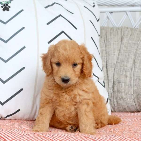 Ramona, Mini Goldendoodle Puppy