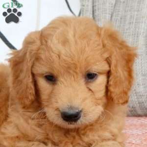Ramona, Mini Goldendoodle Puppy