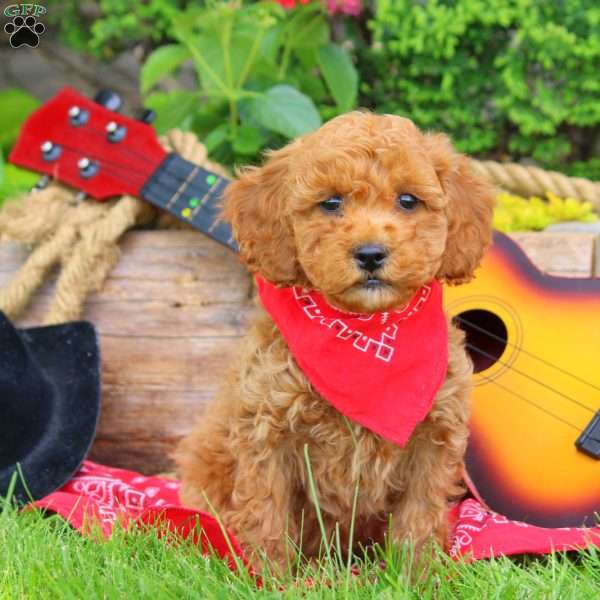 Rancher, Mini Goldendoodle Puppy