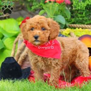 Rancher, Mini Goldendoodle Puppy