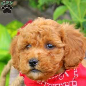 Rancher, Mini Goldendoodle Puppy