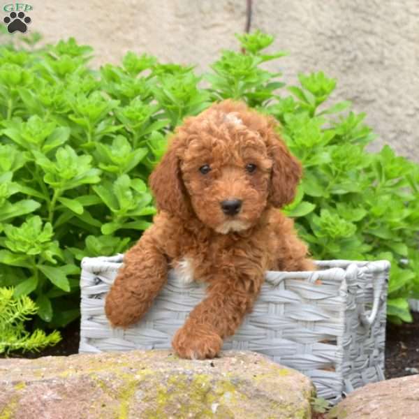 Randy, Miniature Poodle Puppy