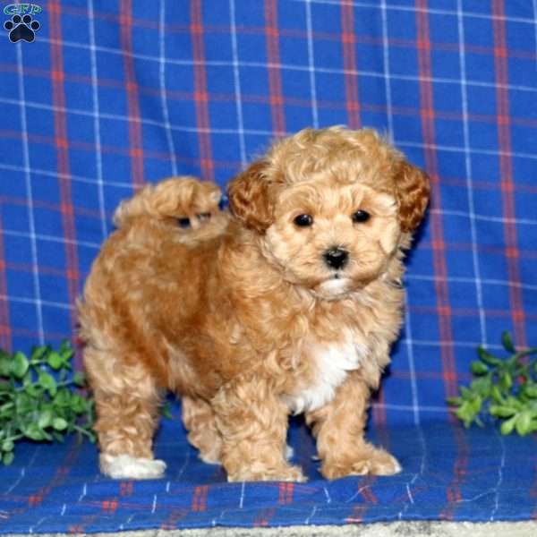 Randy, Maltipoo Puppy
