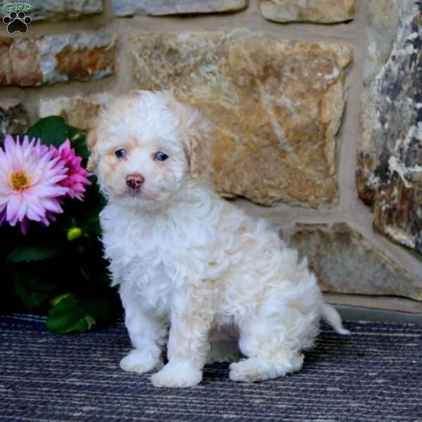 Randy, Cavapoo Puppy