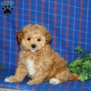 Randy, Maltipoo Puppy