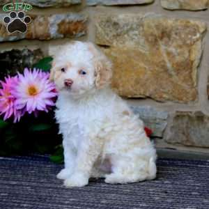 Randy, Cavapoo Puppy