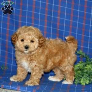 Randy, Maltipoo Puppy