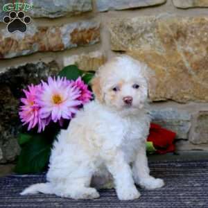 Randy, Cavapoo Puppy
