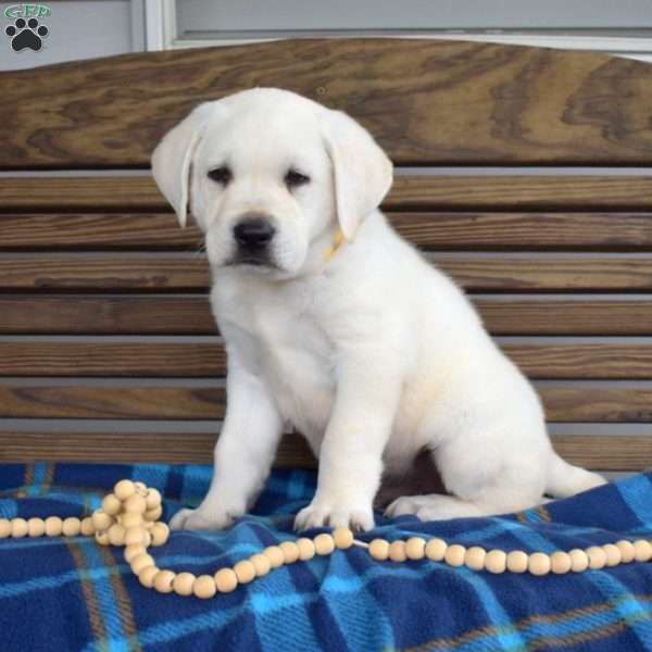 Ranger, Yellow Labrador Retriever Puppy