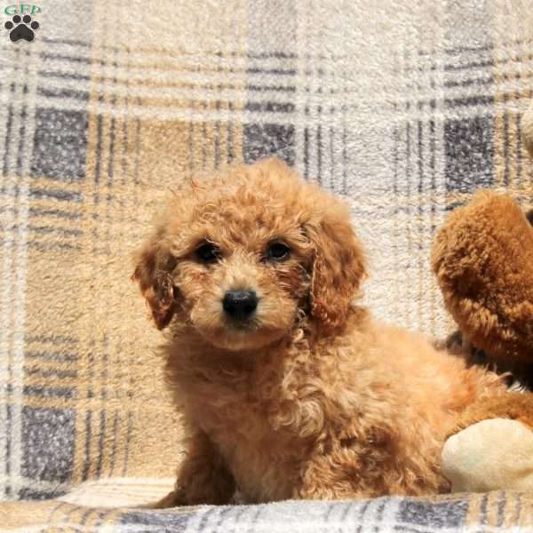 Ranger, Bich-Poo Puppy