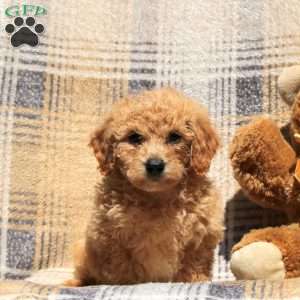 Ranger, Bich-Poo Puppy