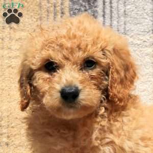 Ranger, Bich-Poo Puppy