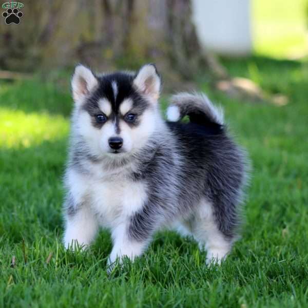Ranger, Pomsky Puppy