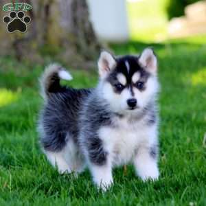 Ranger, Pomsky Puppy
