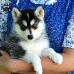 Ranger, Pomsky Puppy